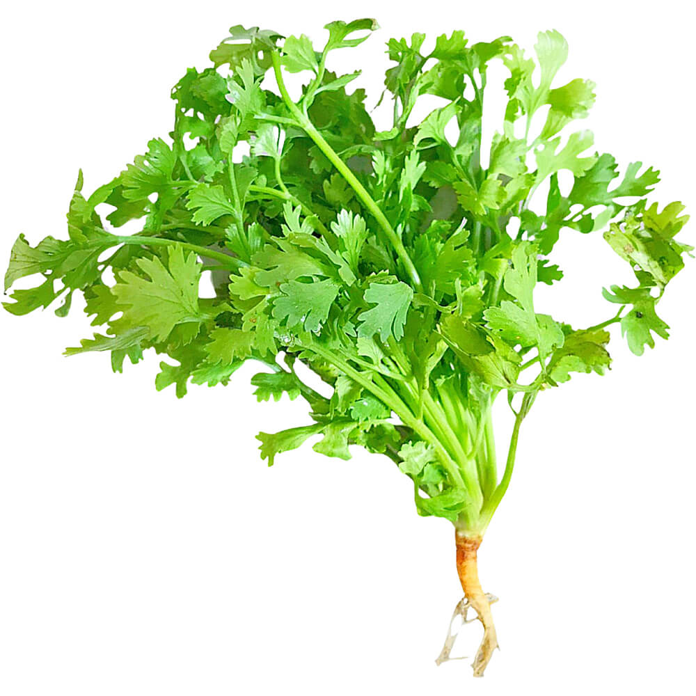 Fresh Coriander Bunch