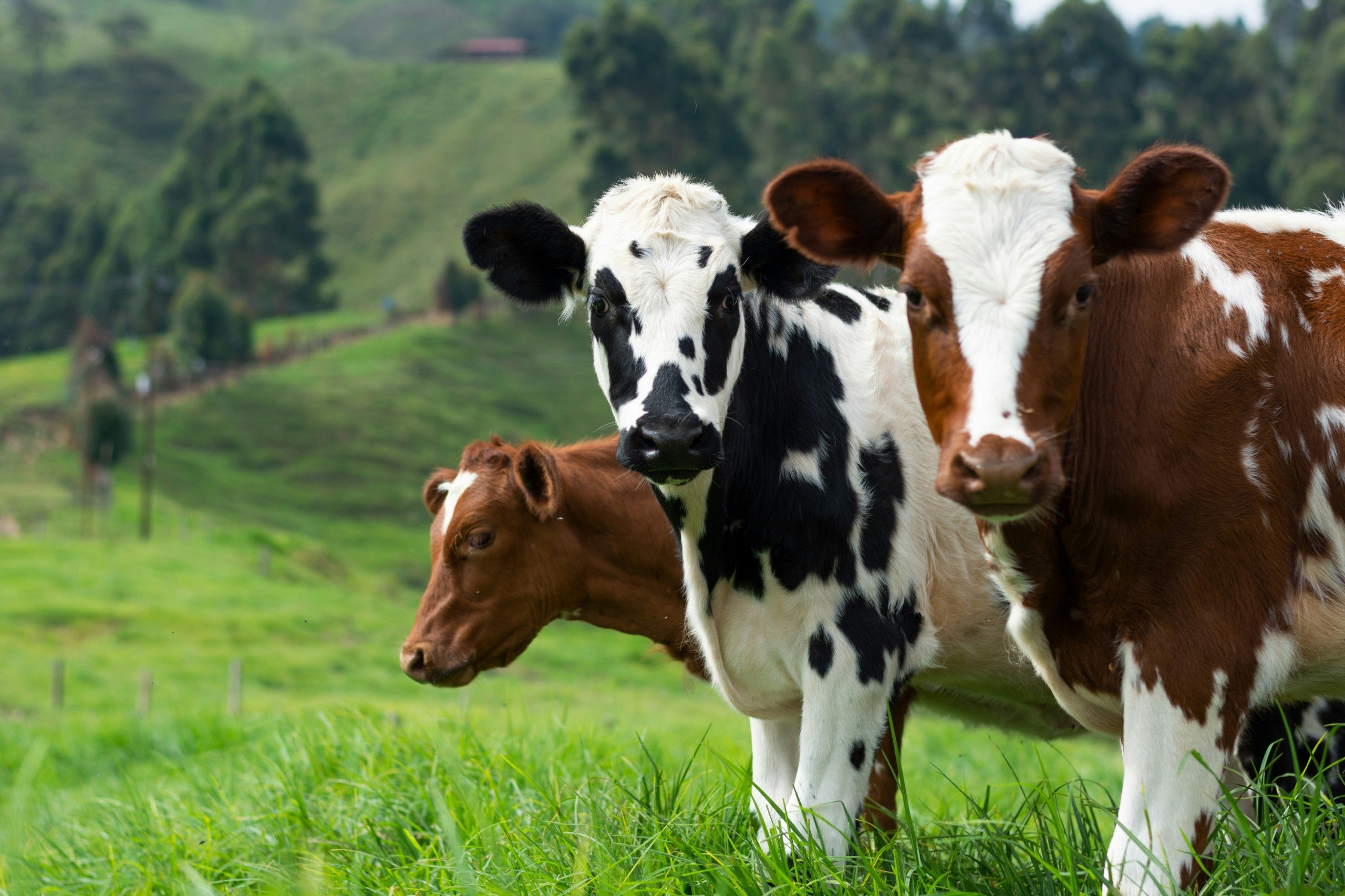 Qurbani Cow Share