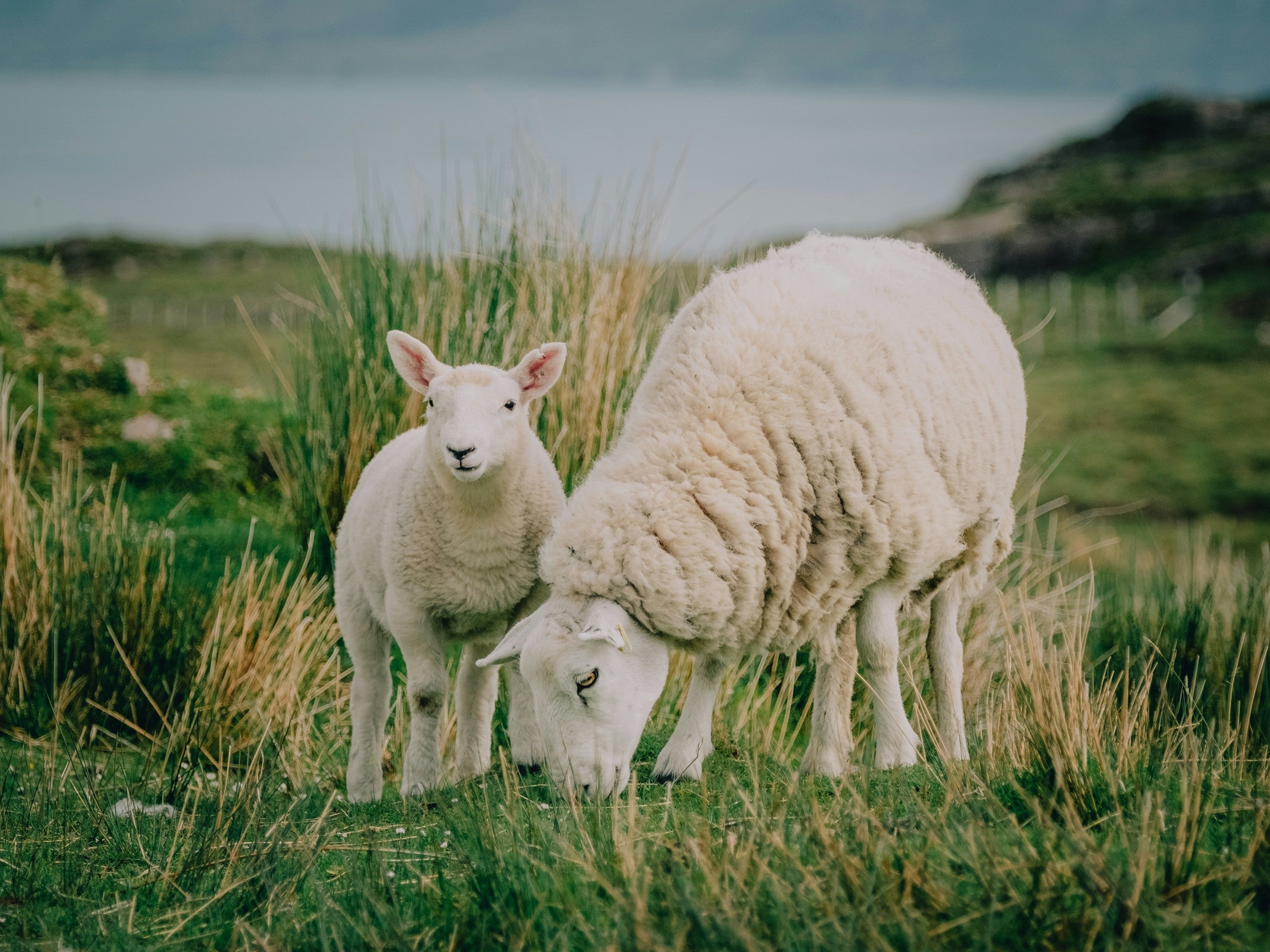 Qurbani Lamb