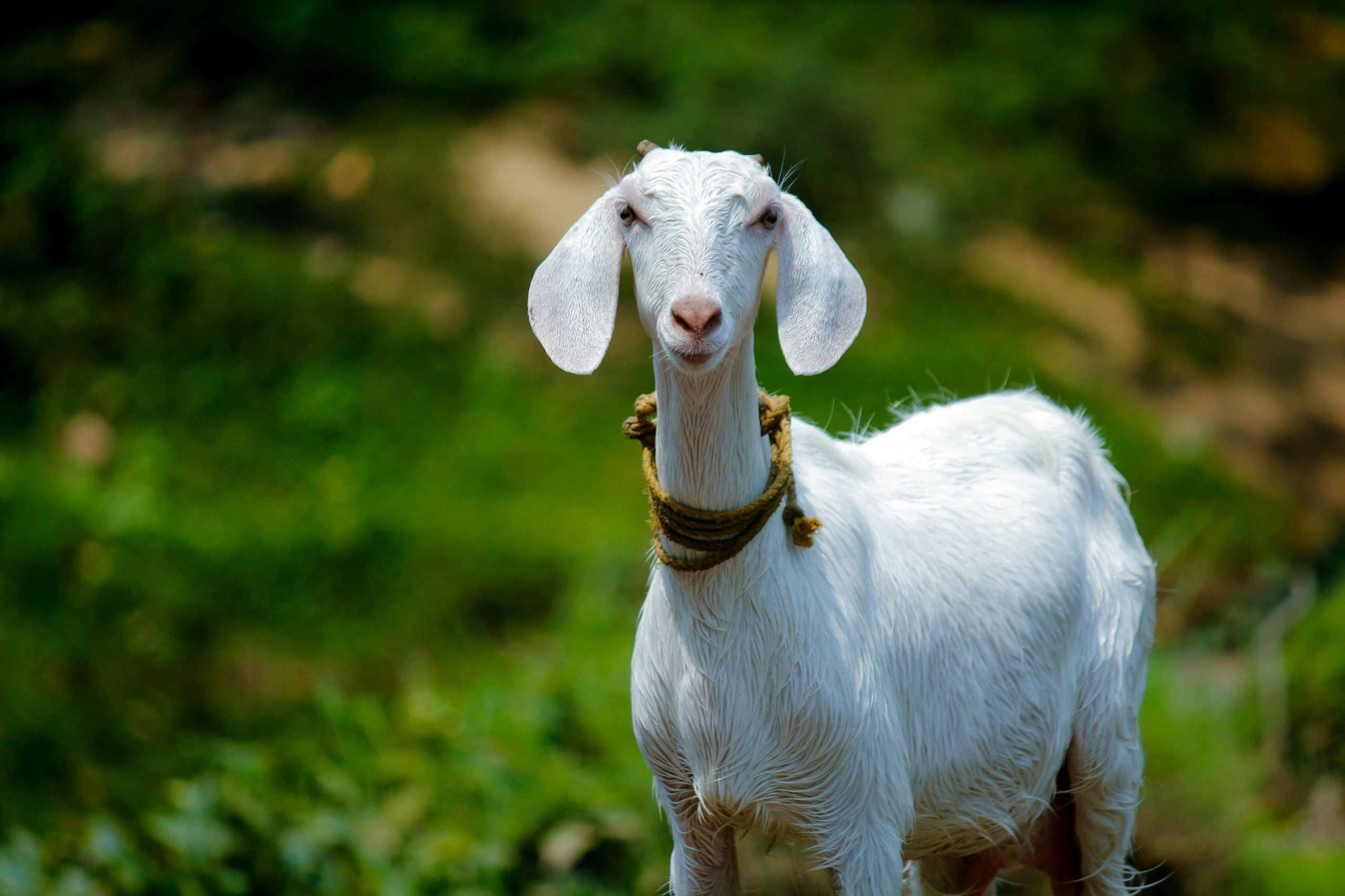 Eid Qurbani Booking