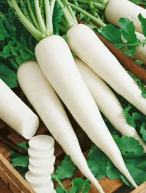 RS - Radish (Moliyan)